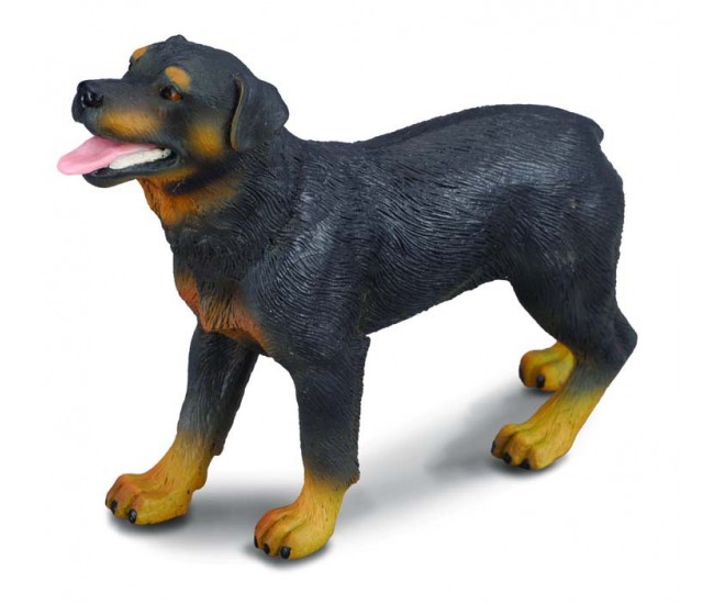 Rottweiler - collecta