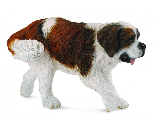 Saint bernard - collecta