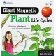 Ciclul vietii plantei - set magnetic